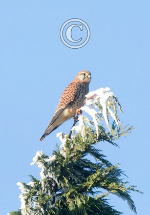 Kestrel Hawk in the Frost DM1870